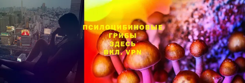 даркнет наркотические препараты  Аргун  Галлюциногенные грибы Magic Shrooms 